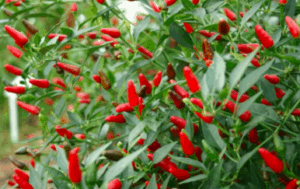 cooking chillies on a small stove