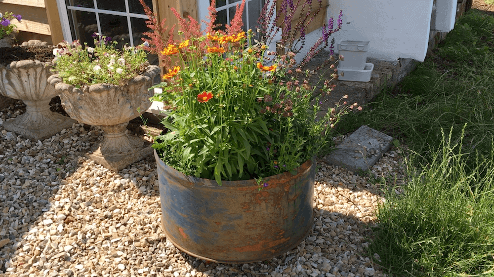 off-grid-living-how-to-make-oil-drum-planters