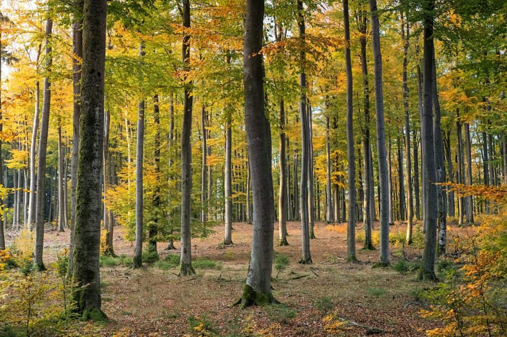 salamander stoves tree planting scheme banner